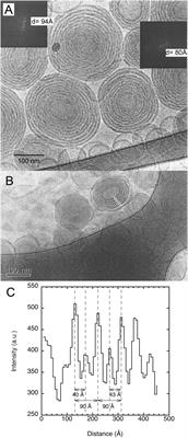 Morphologies and Structure of Brain Lipid Membrane Dispersions